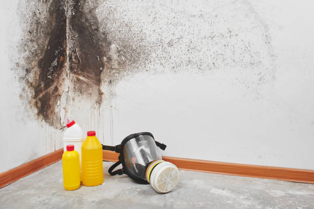 Best Attic Mold Removal  in Locust Fork, AL