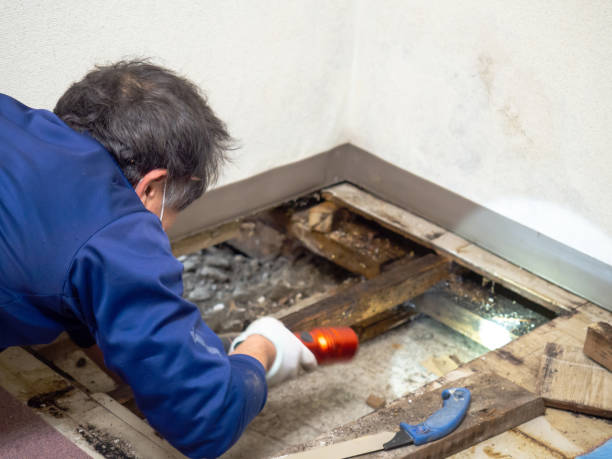 Best Toxic Mold Removal  in Locust Fork, AL