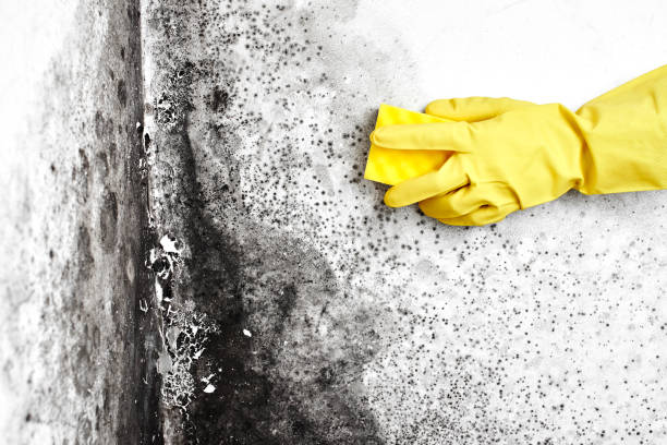 Best Crawl Space Mold Removal  in Locust Fork, AL