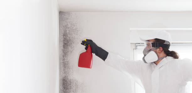 Best Mold Damage Repair  in Locust Fork, AL