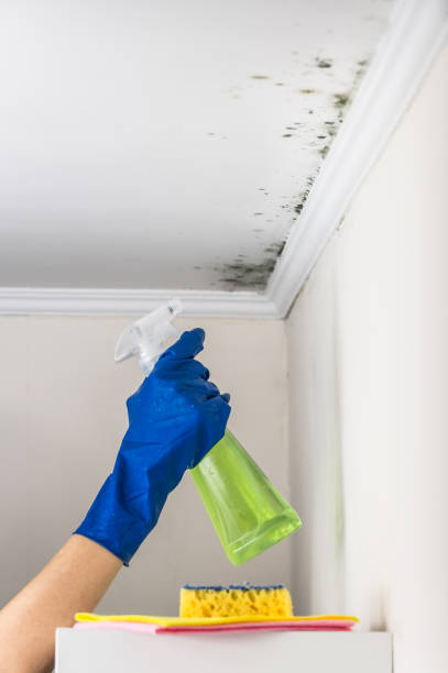 Best Residential Mold Removal  in Locust Fork, AL