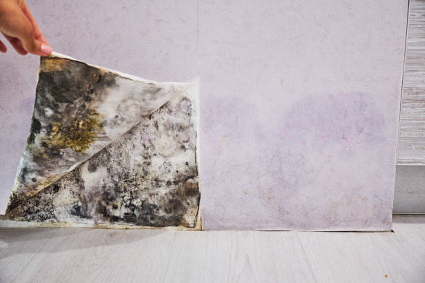 Best Professional Mold Removal  in Locust Fork, AL